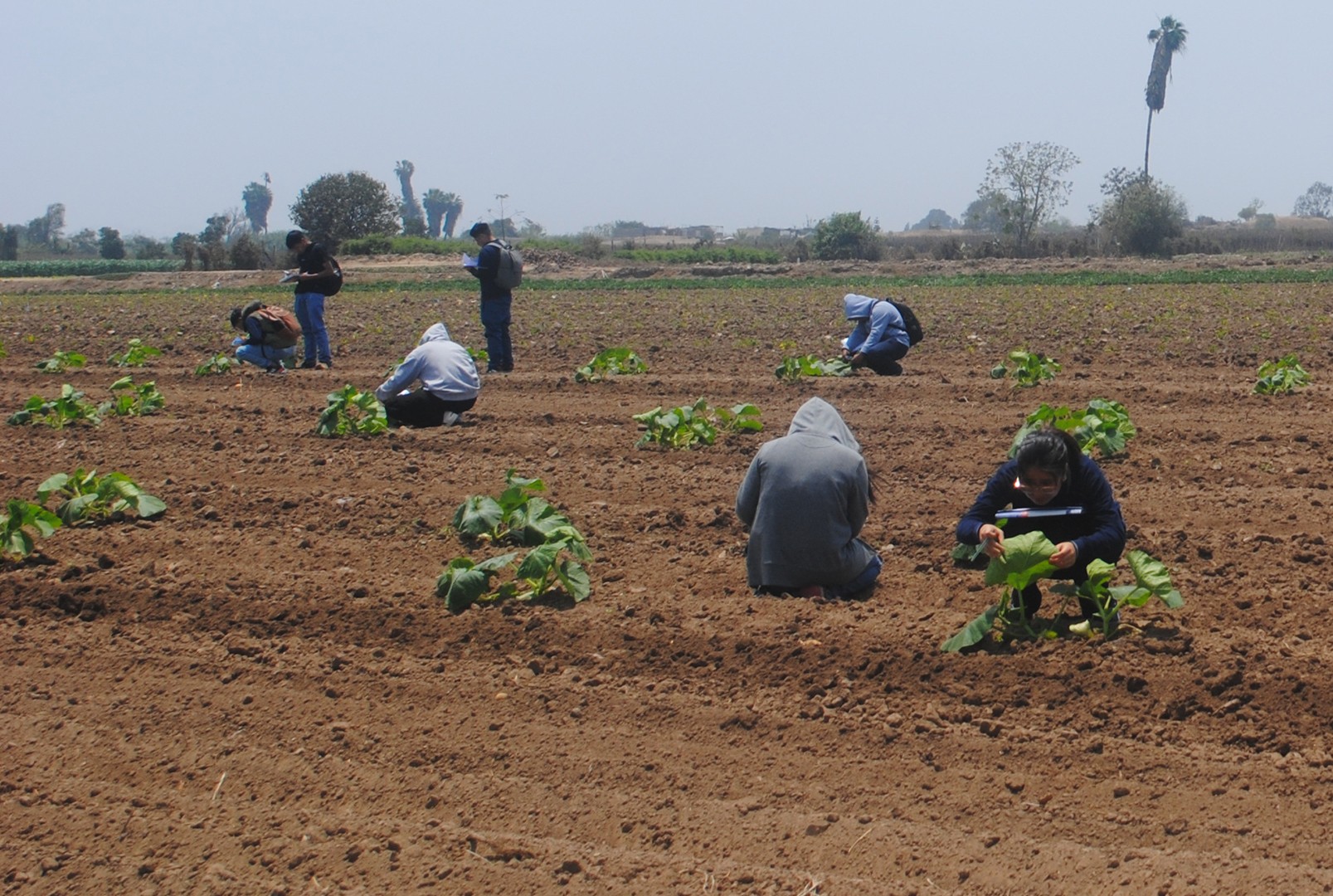 Gestión Agrícola